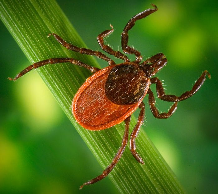 Deer-Tick-e1515781693447