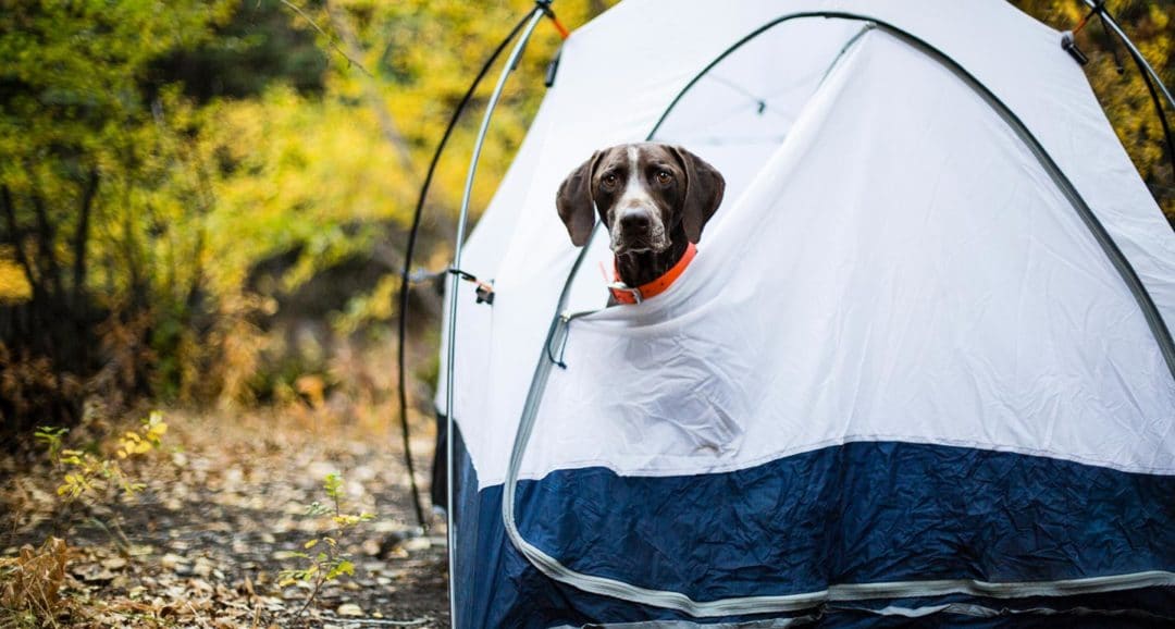 camping-with-dogs-1080x578