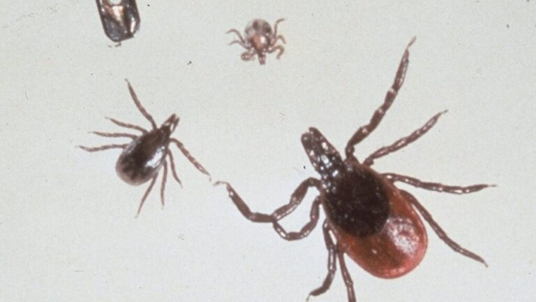 deer-tick-detail-1024x576$medium