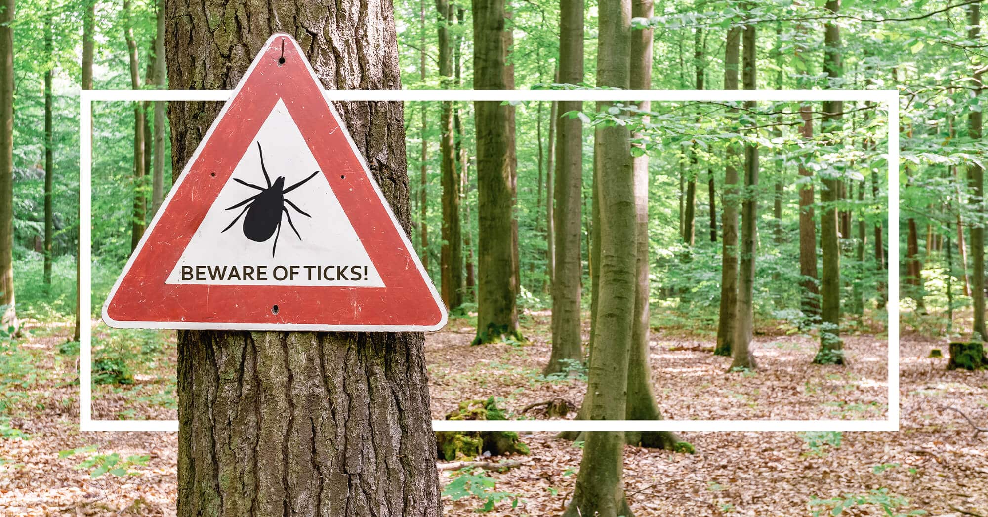 Why-this-Momma-takes-tick-bites-seriously-cover-1