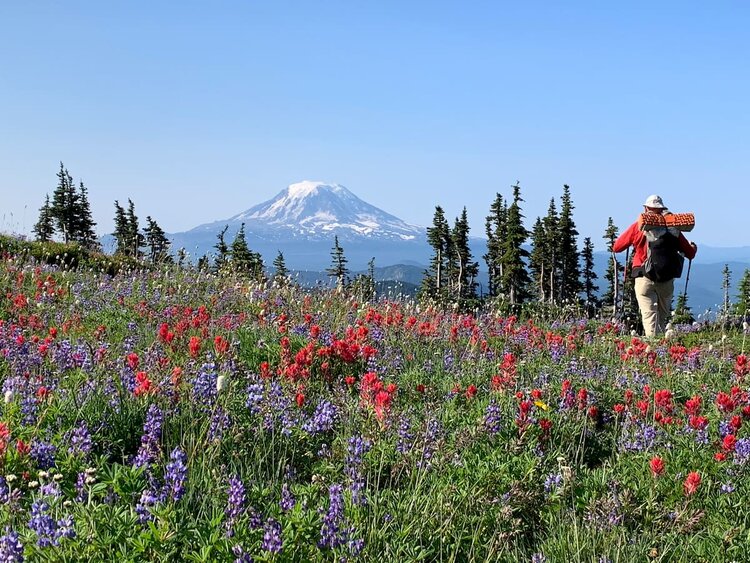 Mike-Unger-PCT-Mt-Rainier-wildflowers