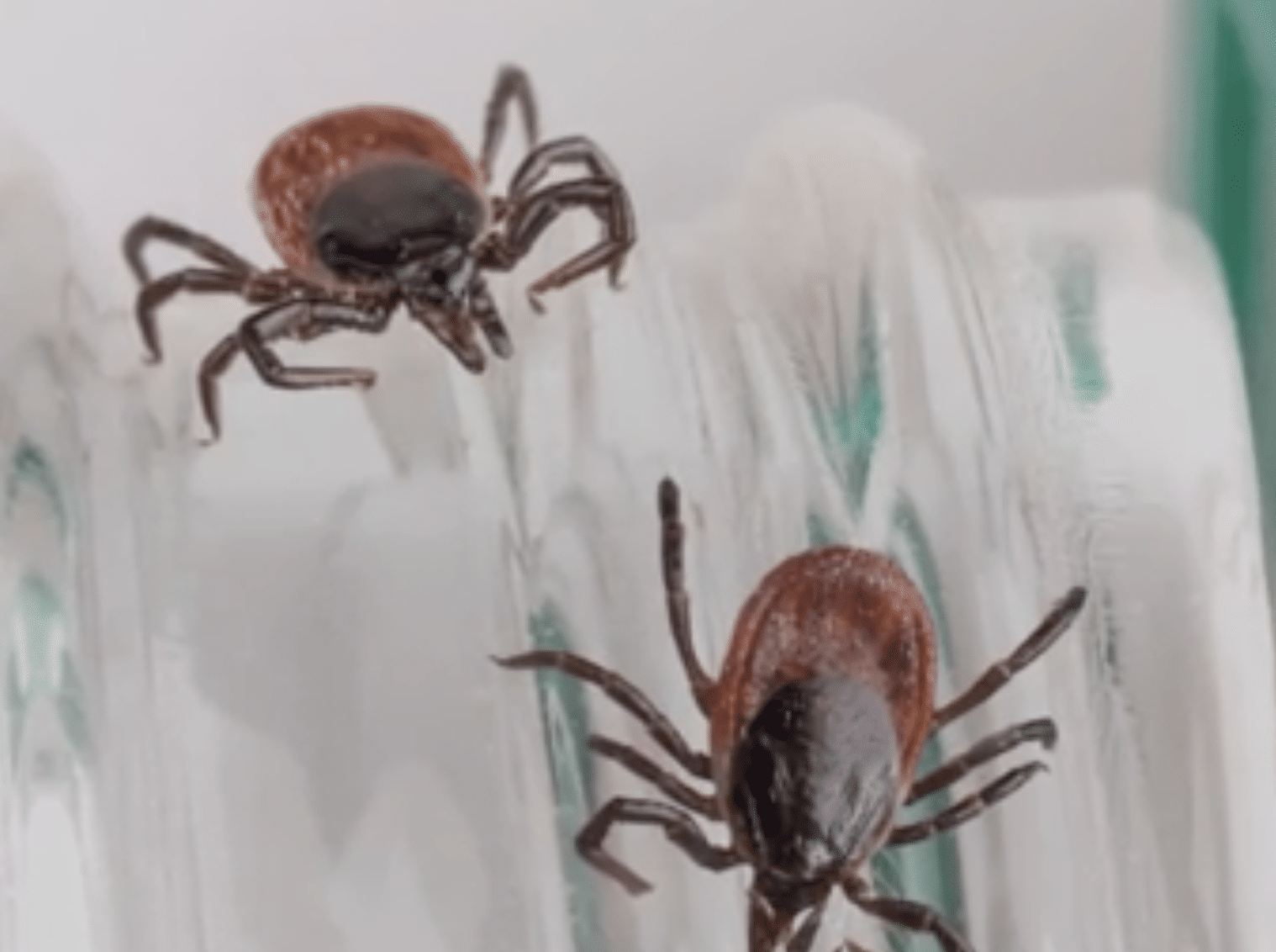 Screen Shot 2020-07-15 at 7.56.12 AM