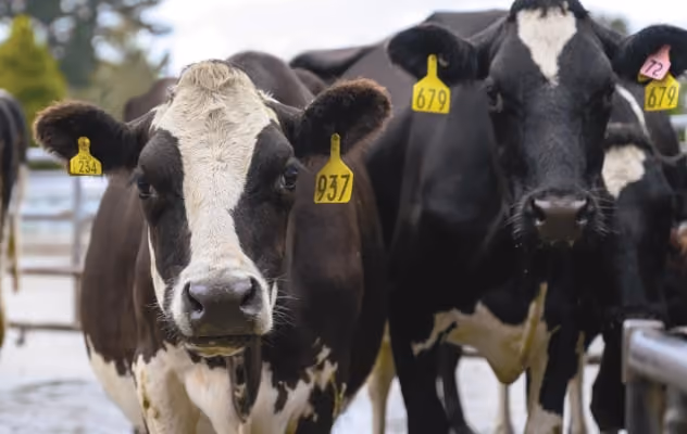 Livestock Software Provider – APAC