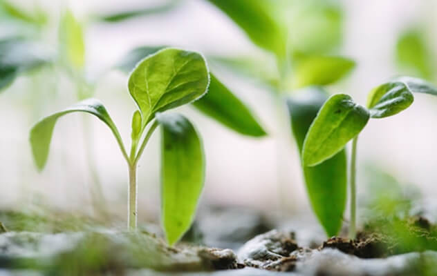 Seed Supplier – Southeast US