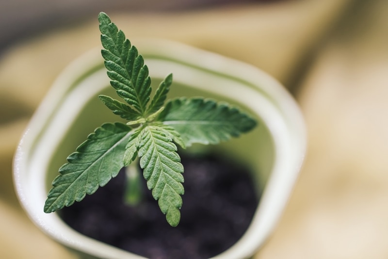 Young cannabis plant in pot