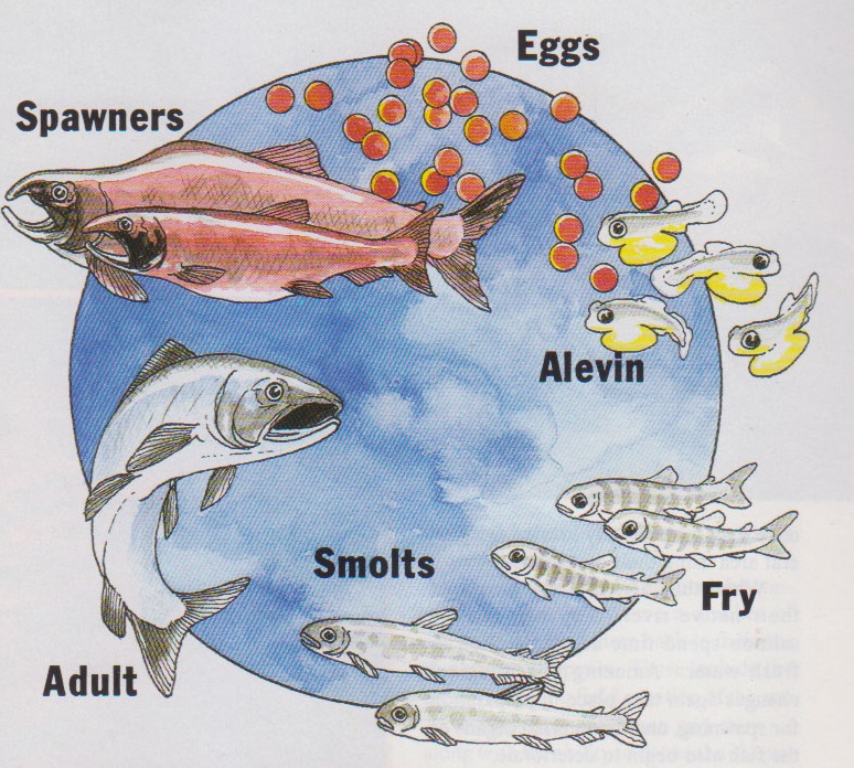Pacific salmon