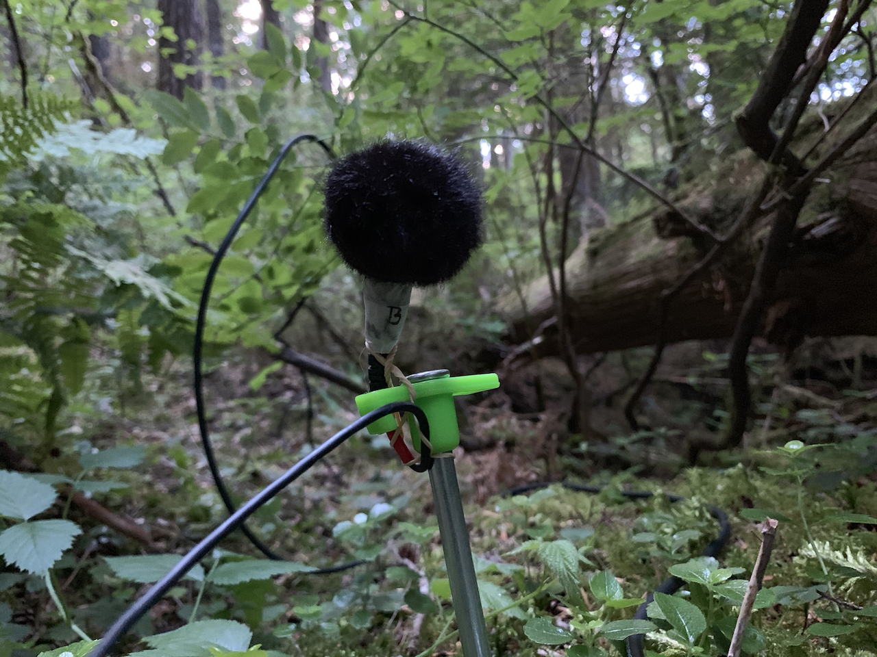 Binaural microphones used for the Habitat Sounds field recordings