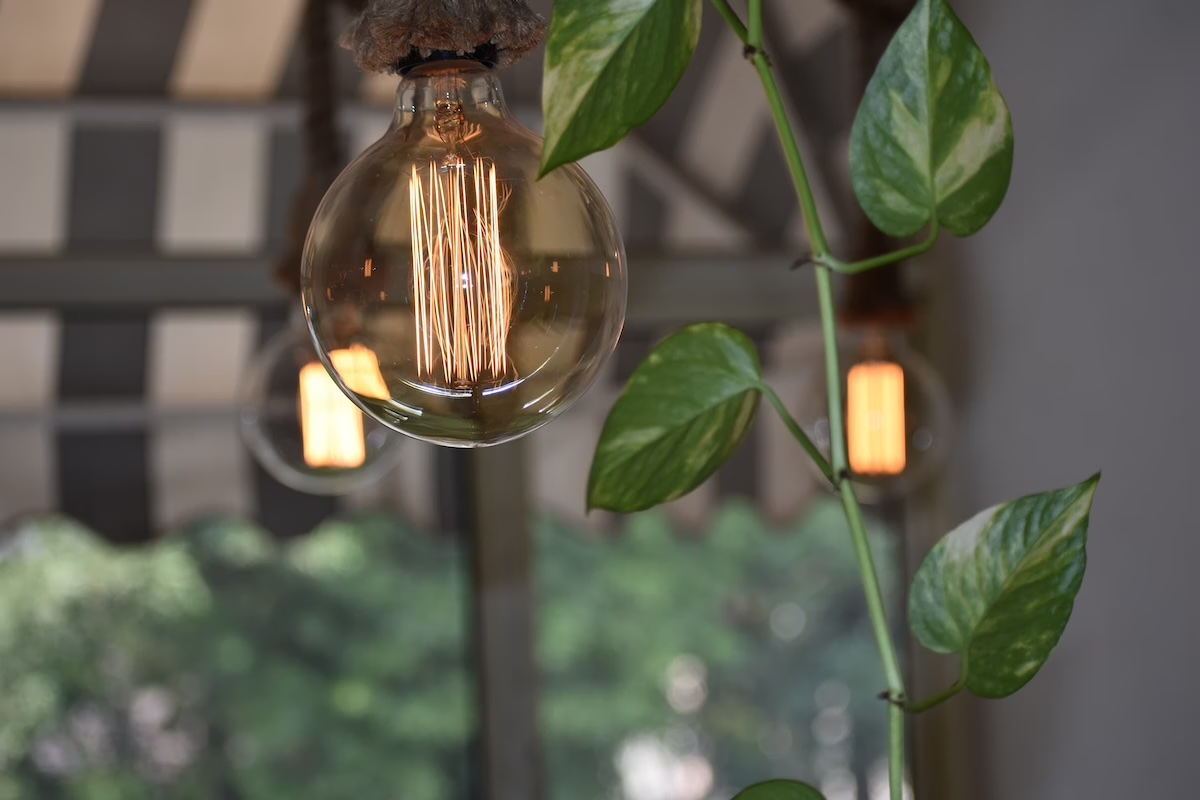 Filament light bulb in foreground, against background of houseplants