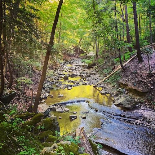 A creek running through the woods