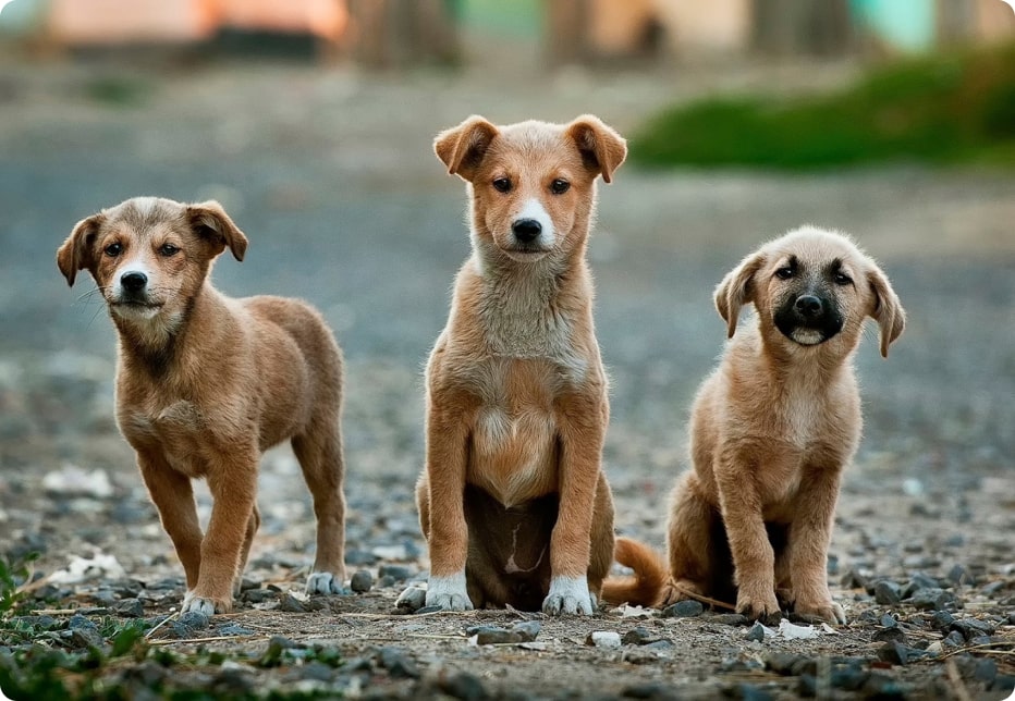 picture of blog