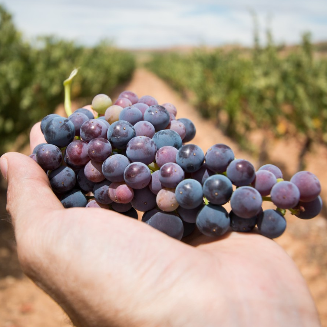 Safra da Uva 2026: eficiência logística começa com a Acrilys