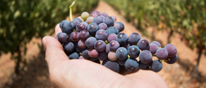 Safra da Uva 2026: eficiência logística começa com a Acrilys