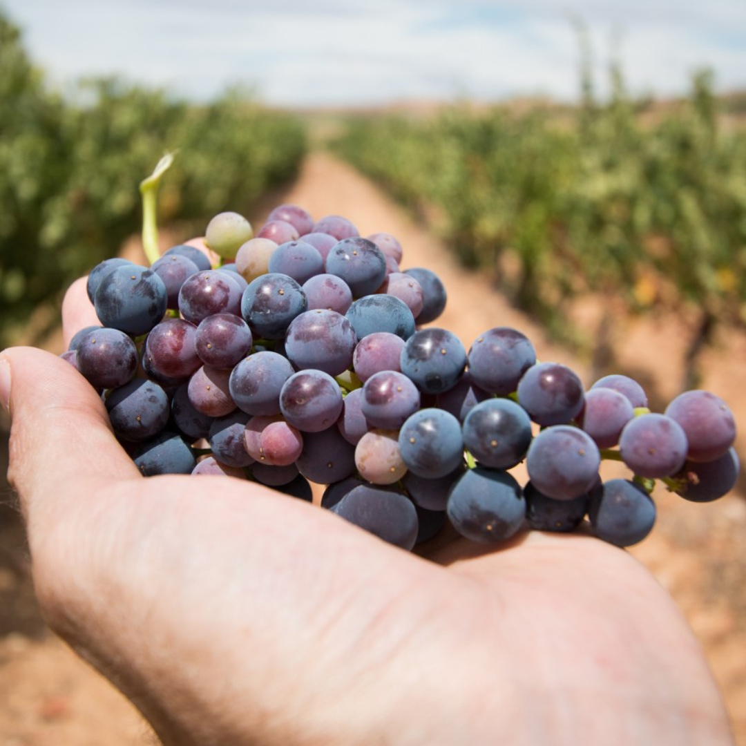 Safra da Uva 2026: eficiência logística começa com a Acrilys