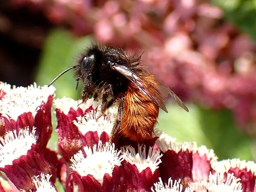 Abeilles : La justice européenne confirme l'interdiction des néonicotinoïdes