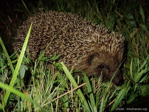 Un jardin pour les hérissons