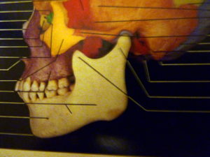 from Rohen/Yokuchi Color Atlas of Anatomy