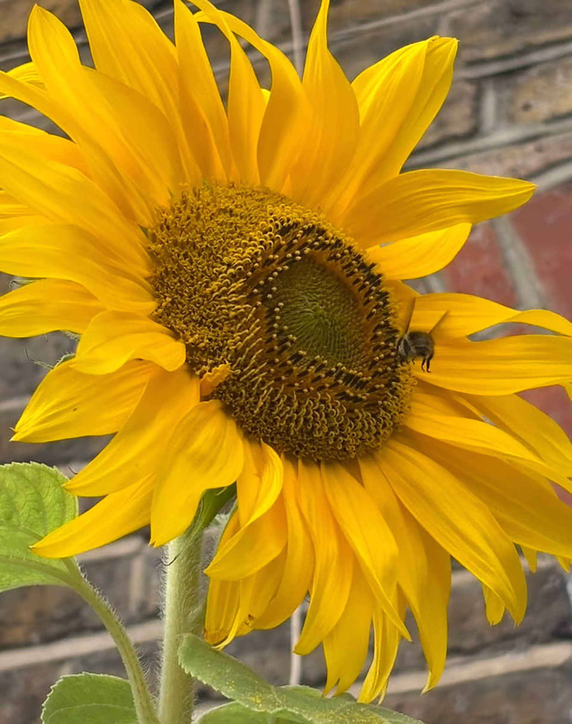 Brentford Sunflower Competition 
