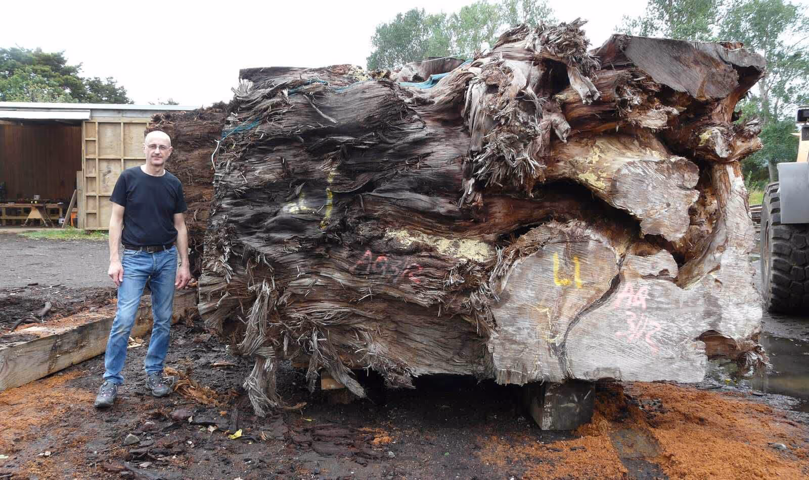 Michael Beaupoil in Neuseeland neben einem monumentalen Ancient-Kauri-Stamm als Herkunft des verwendeten Holzes