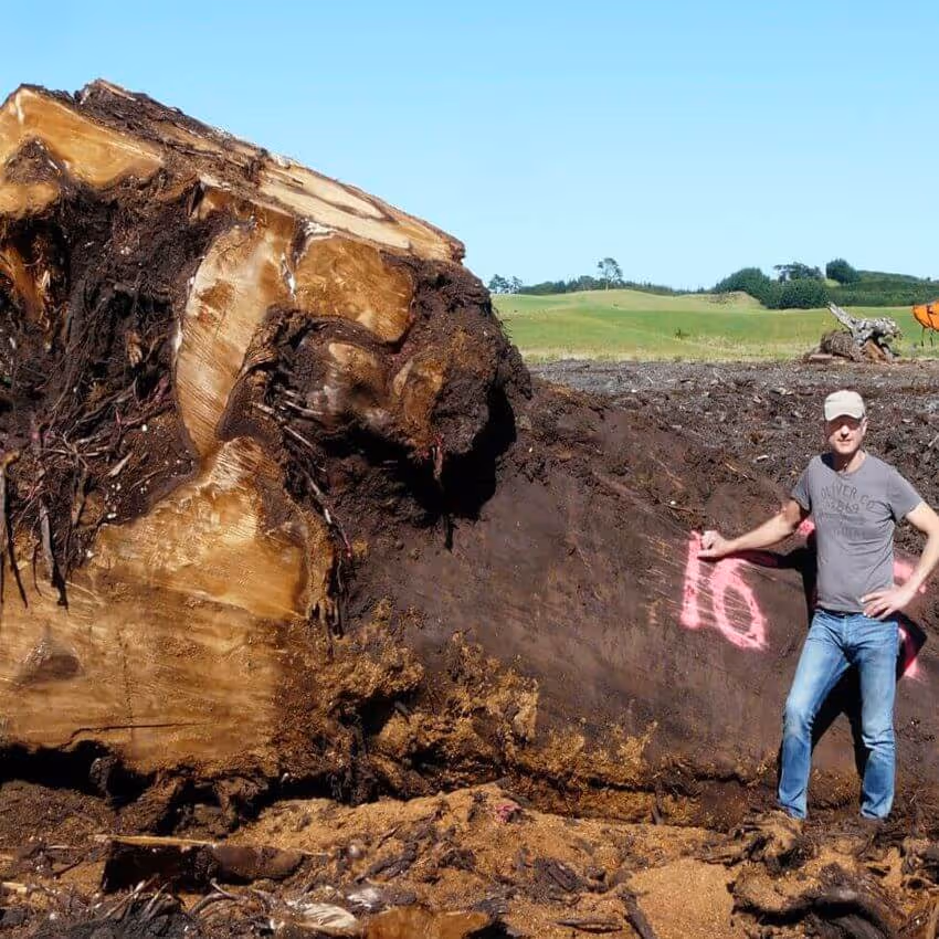 Master carpenter Michael Beaupoil with a large kauri root in New Zealand as wood for exclusive wooden tables and high-quality design tables