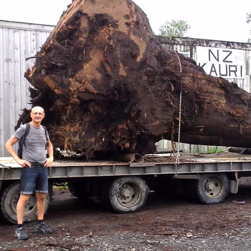 Old Kauri tree trunk for making unique natural wooden tables in New Zealand for with master carpenter Michael Beaupoil