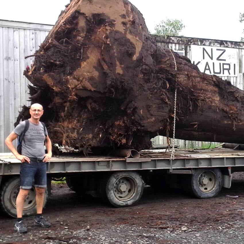 Old Kauri tree trunk for making unique natural wooden tables in New Zealand for with master carpenter Michael Beaupoil 