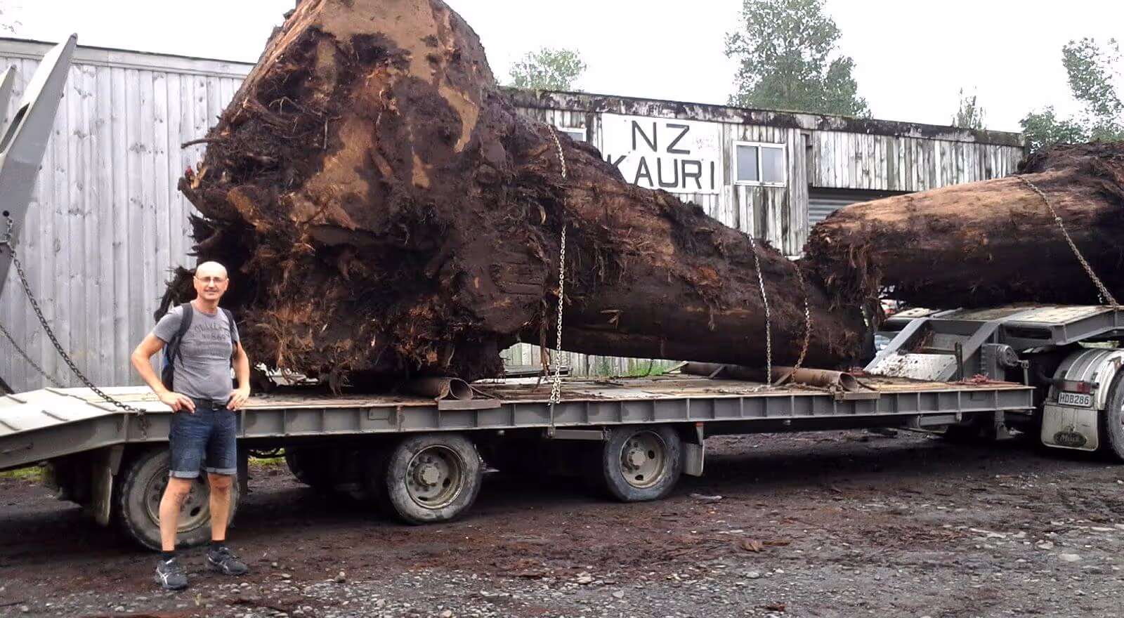 Michael Beaupoil in New Zealand with old Kauri wood for unique wooden tables and exclusive natural wood tables made of burl wood