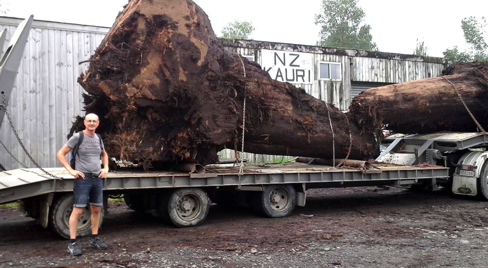 Michael Beaupoil in New Zealand with old Kauri wood for unique wooden tables and exclusive natural wood tables made of burl wood