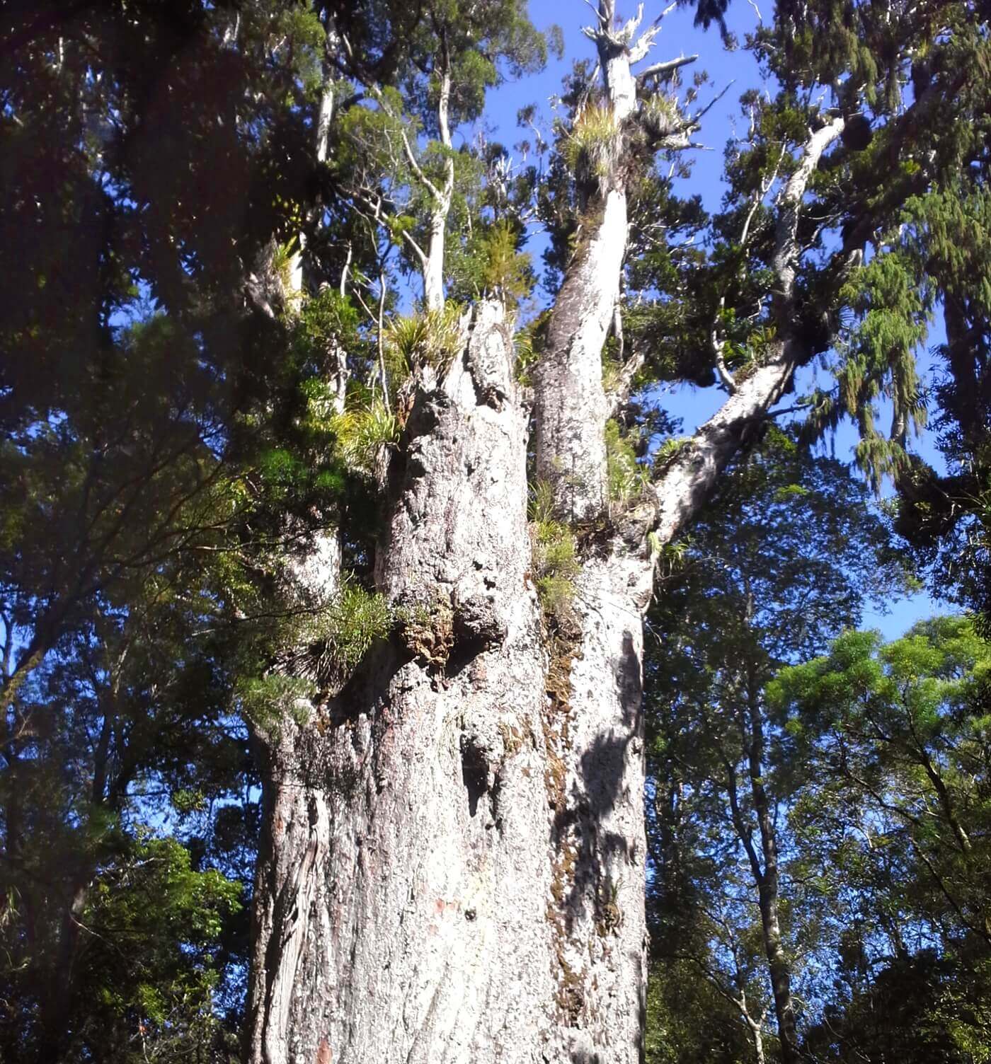 New Zealand's Oldest Kauri Tree