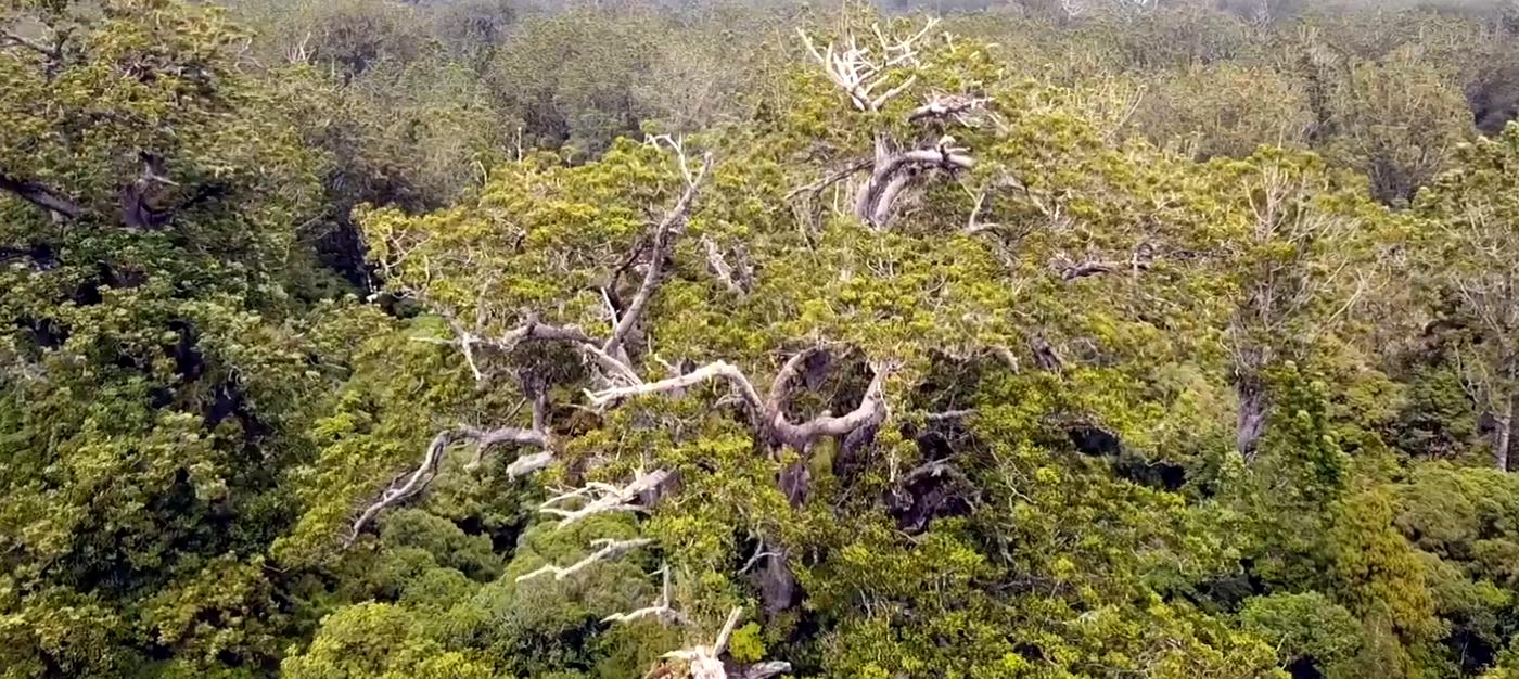 Kauri Forest in New Zealand