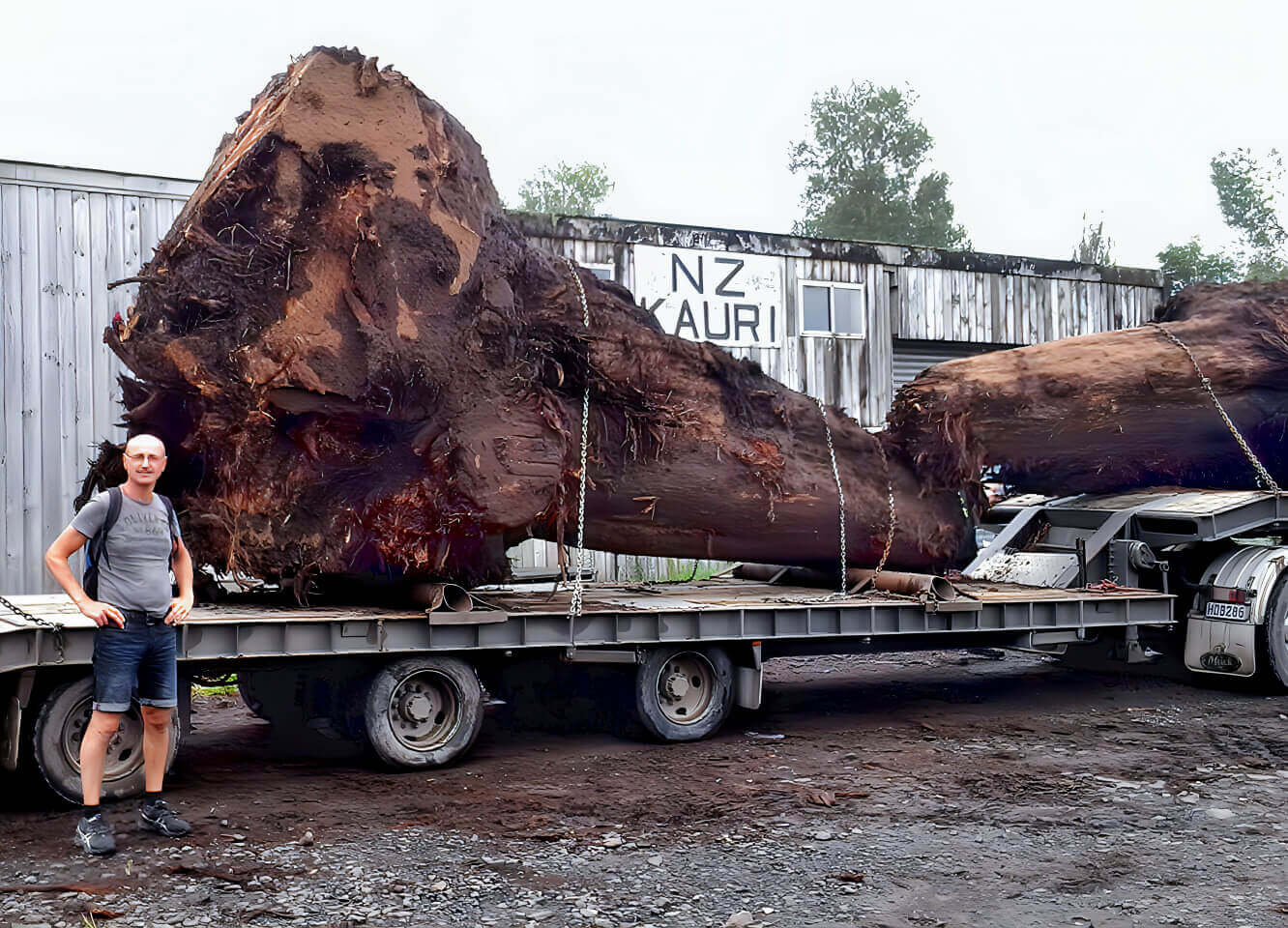 Außergewöhnlicher Kauri Stamm nach Ausgrabung in Neuseeland für die Anfertigung von besonderen Esstischen und exklusiven Konferenztischen 