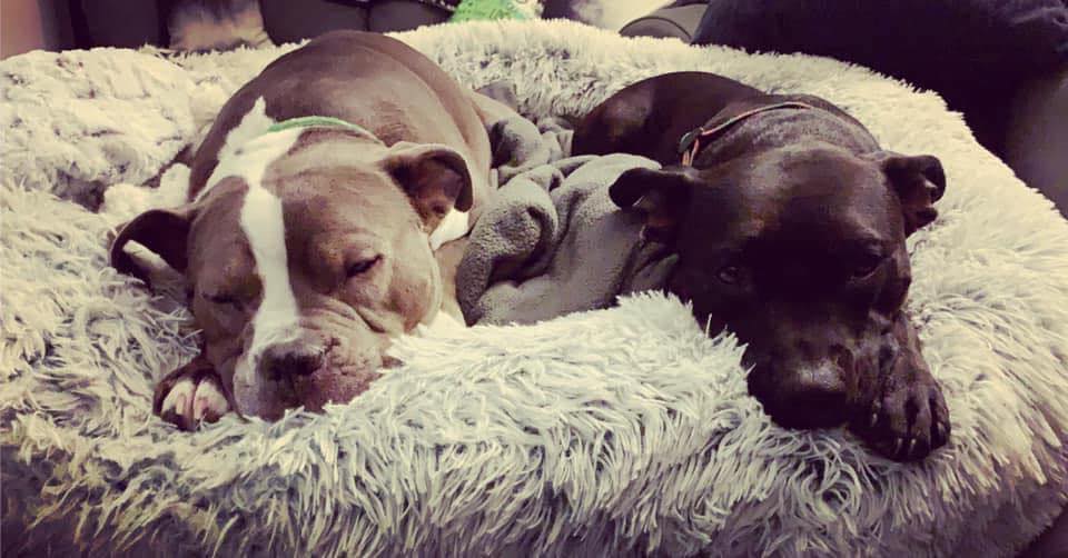 Two cute dogs snoozing