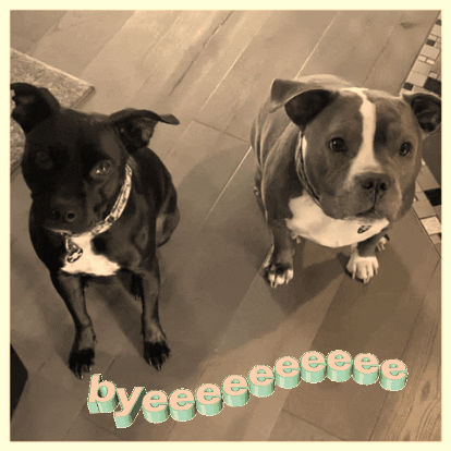 Dogs saying hi gif