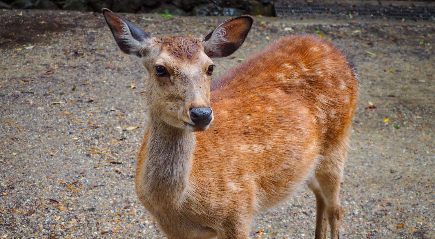 A deer at Nara Park