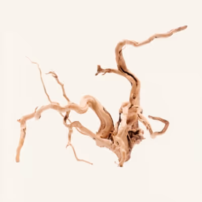 A close up of a tree branch against a white background