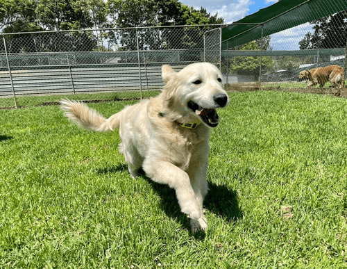 dog daycare auckland