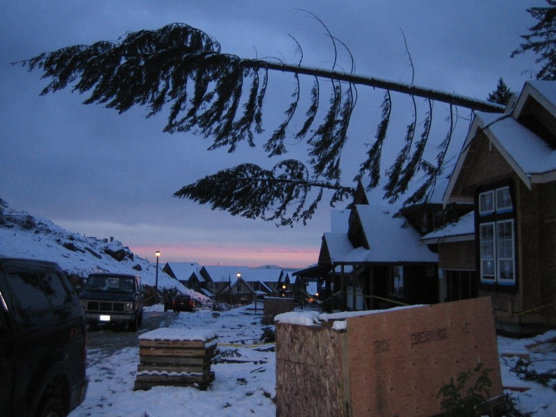 Emergency Tree Service & Insurance Claim Quotes