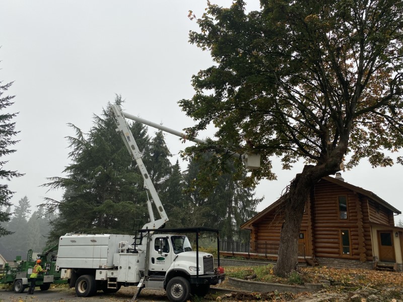 Residential Tree Services
