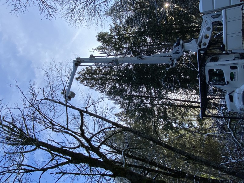 Municipal Tree Care Services