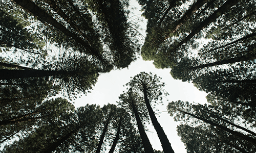 SW-RP1 – Environmentally Friendly Seawall Repair Material