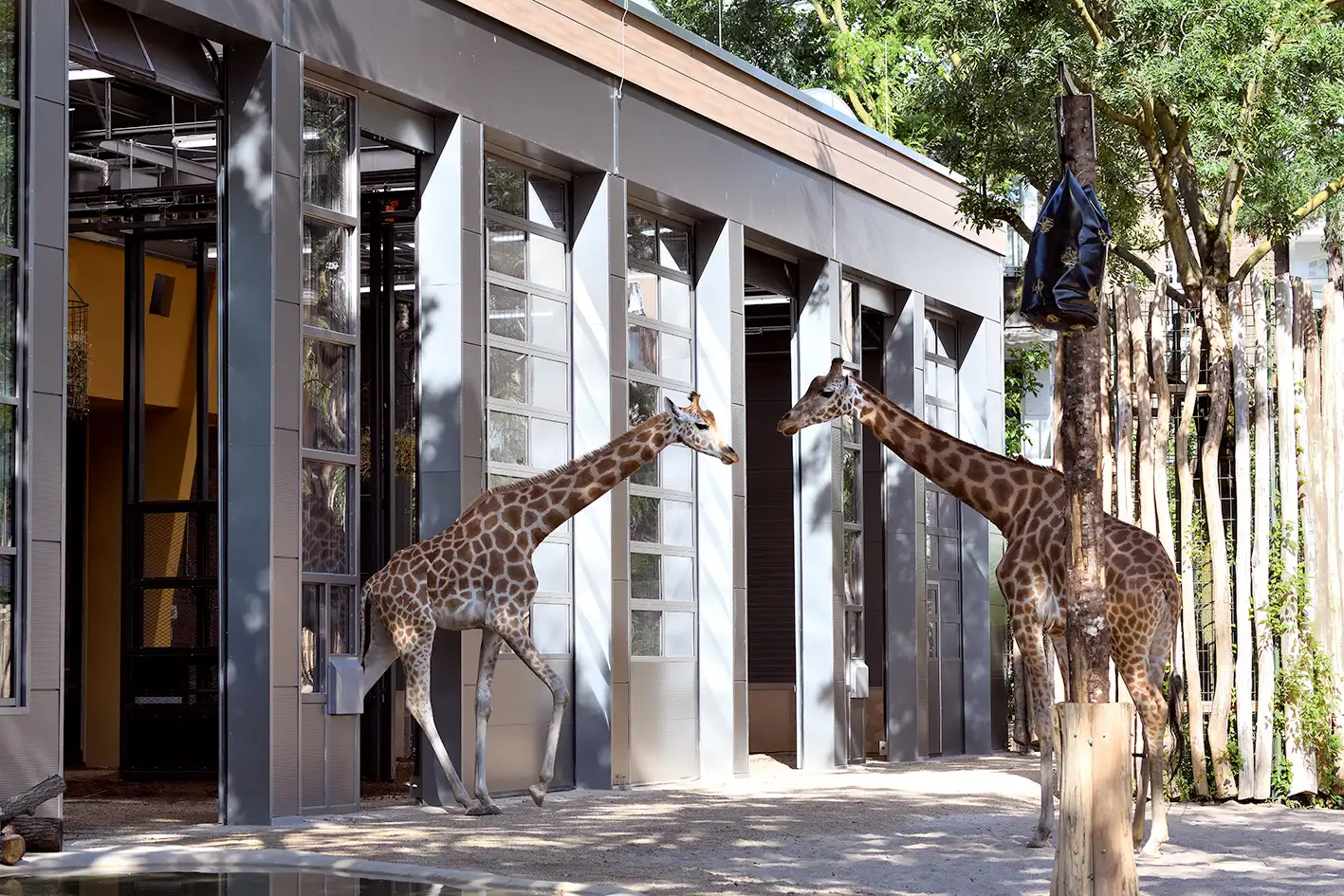 Neue Giraffenanlage im Kölner Zoo