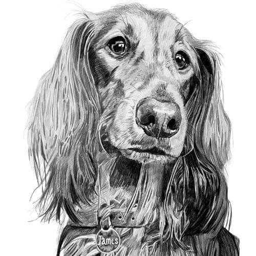 Dachshund tekening James hond Grafiet a3
