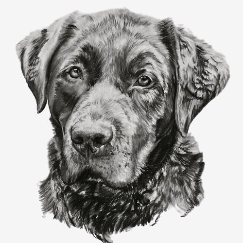 Labrador Bruce A3 houtskooltekening
