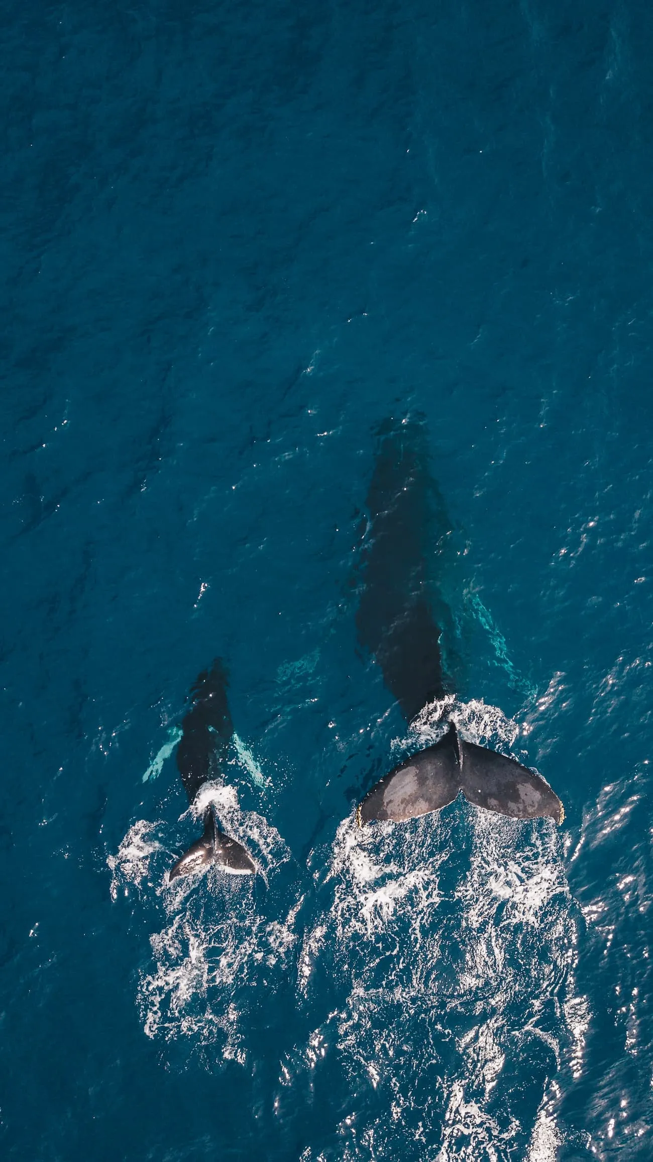 Whale and calf swimming side by side in the ocean