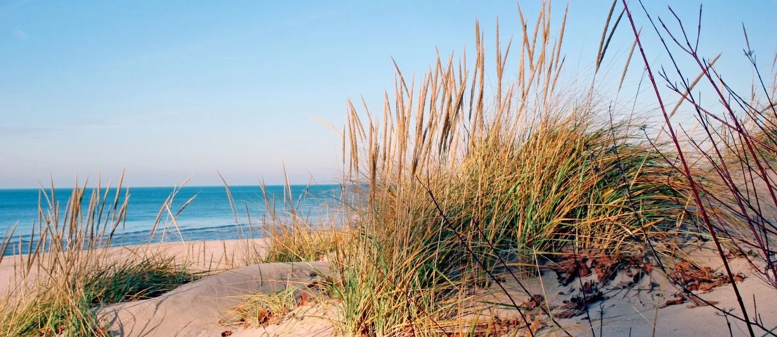 Sandy beach with tall grass and blue ocean under a clear sky.