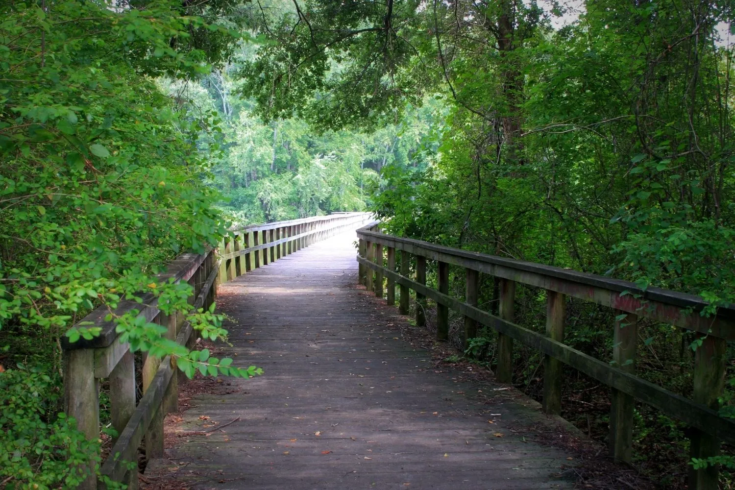 Wooden boardwalk surrounded by dense green trees and foliage in a forested area.