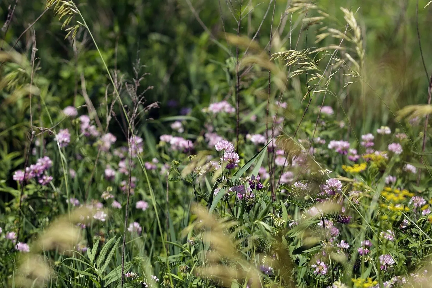 Wildflower meadow with pink and yellow flowers among tall grasses and green foliage.