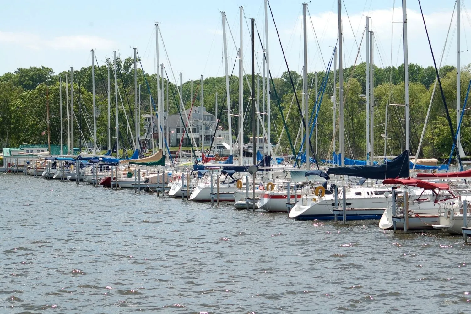Row of sailboats docked on calm water with green trees and houses in the background under a clear sky.
