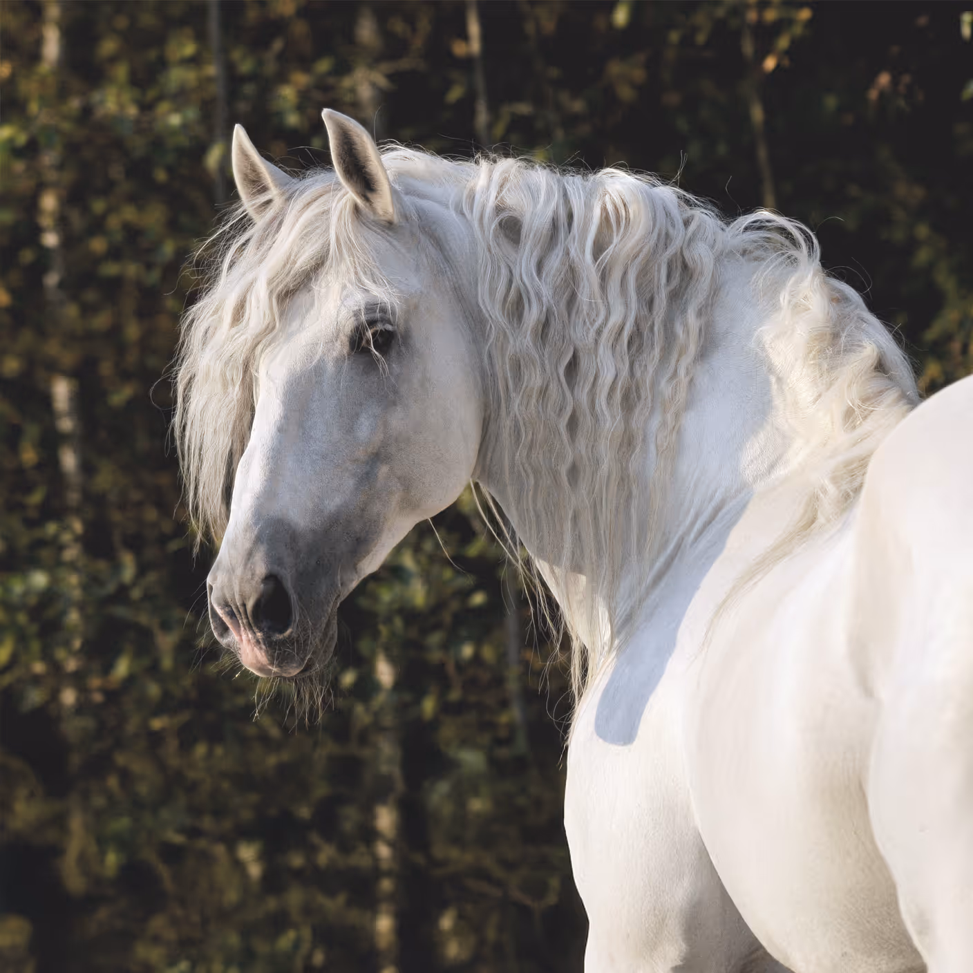 Close-up of a white horse with a wavy mane standing in front of blurred trees.