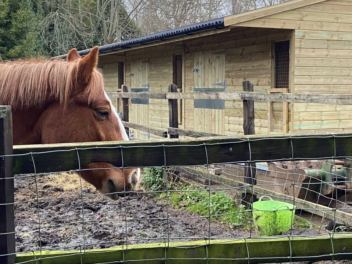 Summer Horse Care: Keeping Horses Cool in Hot Weather