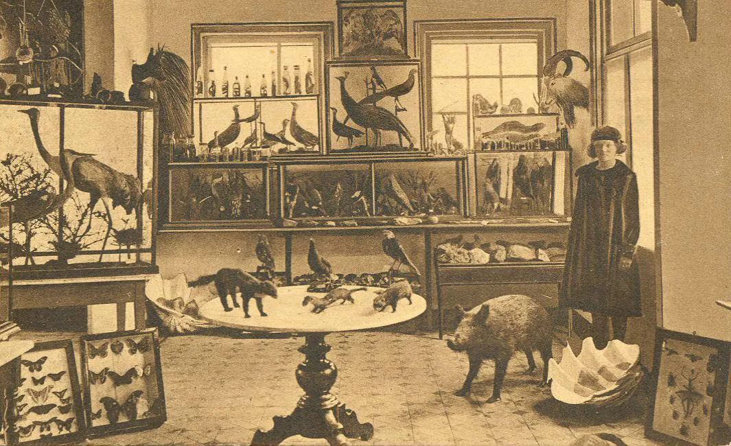 Interieur van het natuurhistorisch museum Vaal. Ca. 1900